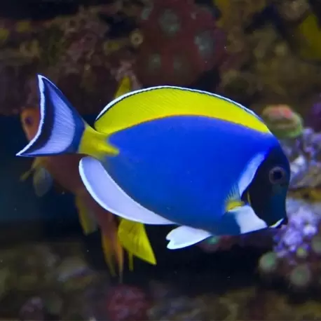 Acanthurus Leucosternon (Leuco)