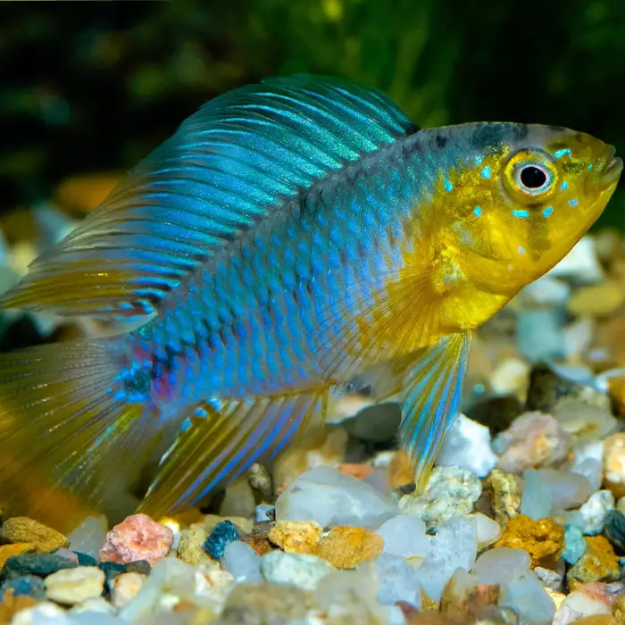 Apistograma Borellii - PAREJA