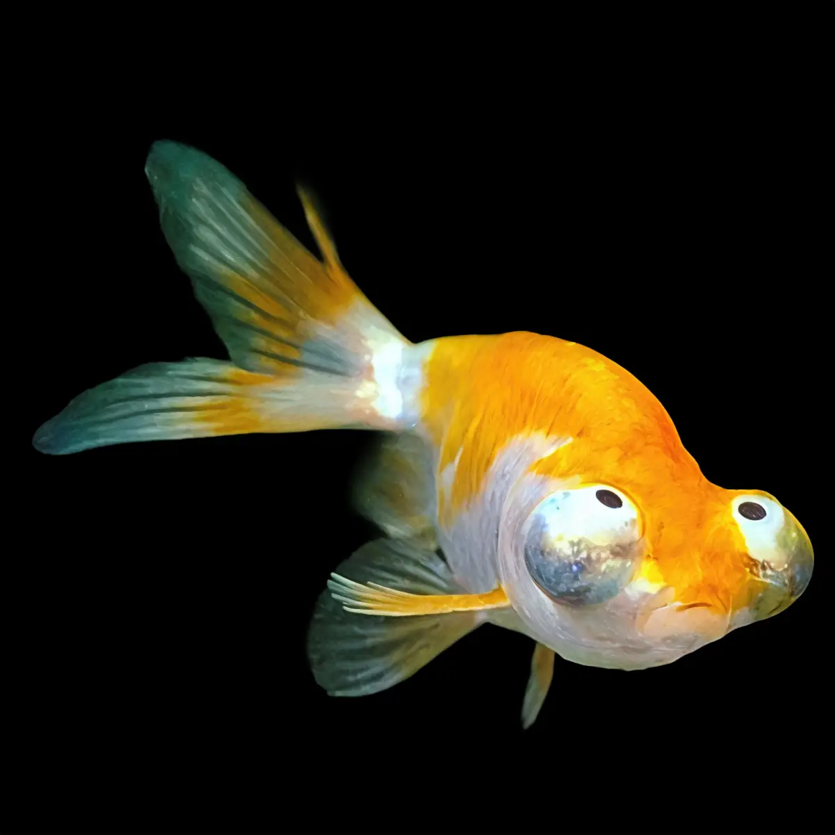 Miracielos | Carassius Auratus