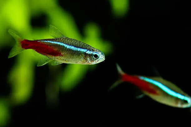 Neon Tetra (Paracheirodon innesi)