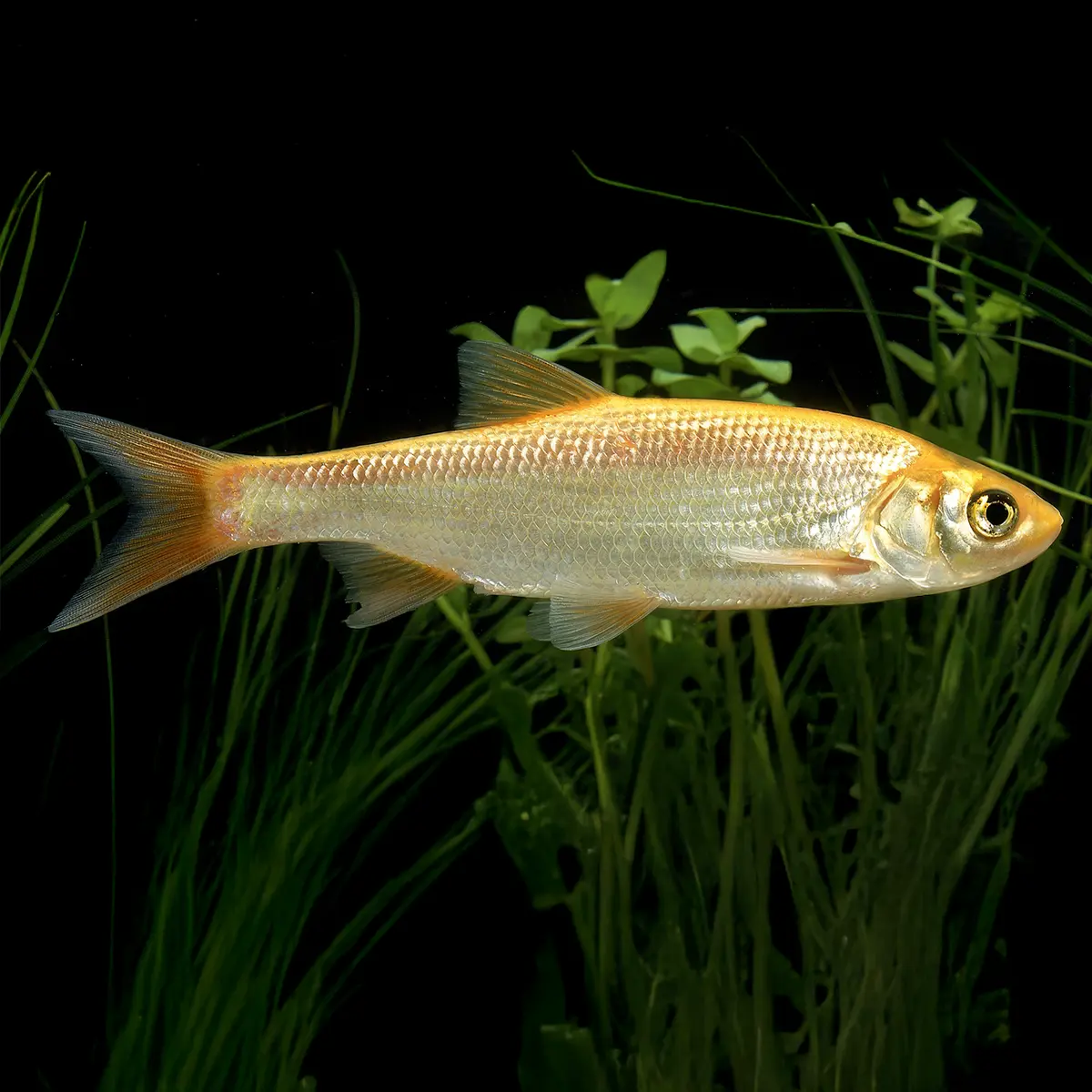 Orfre Dorado | Leuciscus idus