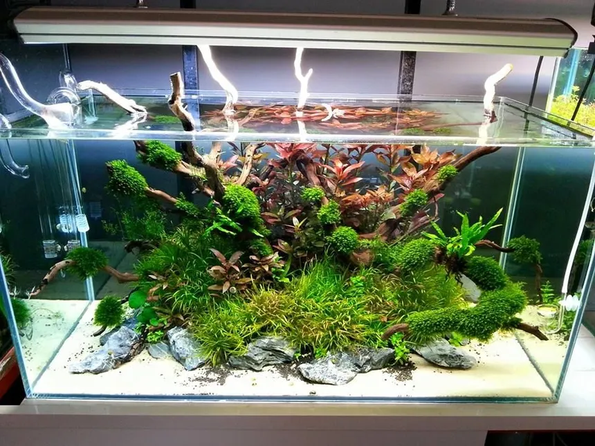 Pack acuario plantado 150 litros