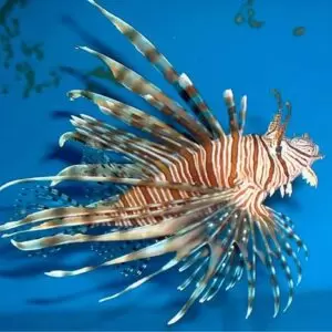Pterois miles (Pez León)